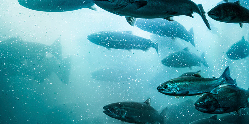 Aquaculture