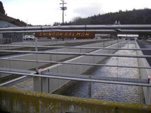 Iron Gate Fish Hatchery Install 2